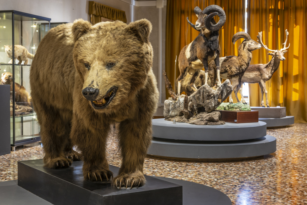 Museo civico di storia naturale