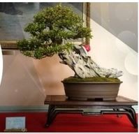 HikiriBonsai JPG.jpg